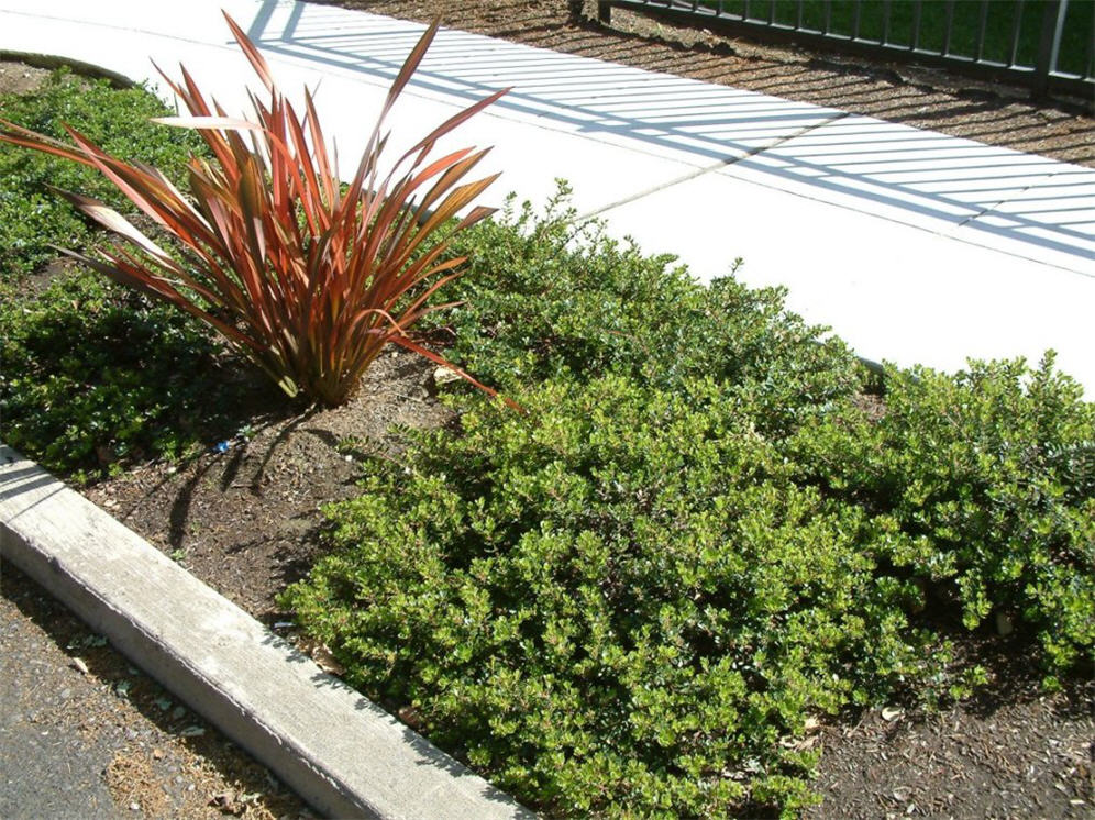 Flax and Shrubs on Parkway