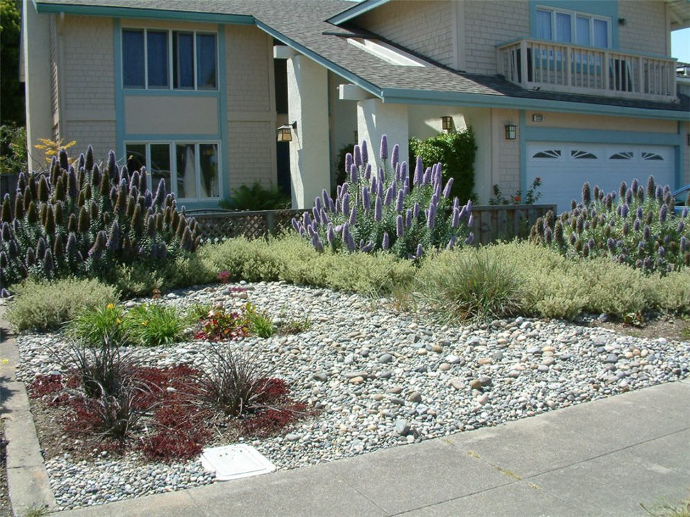 Dry Pond and Blue Rockets