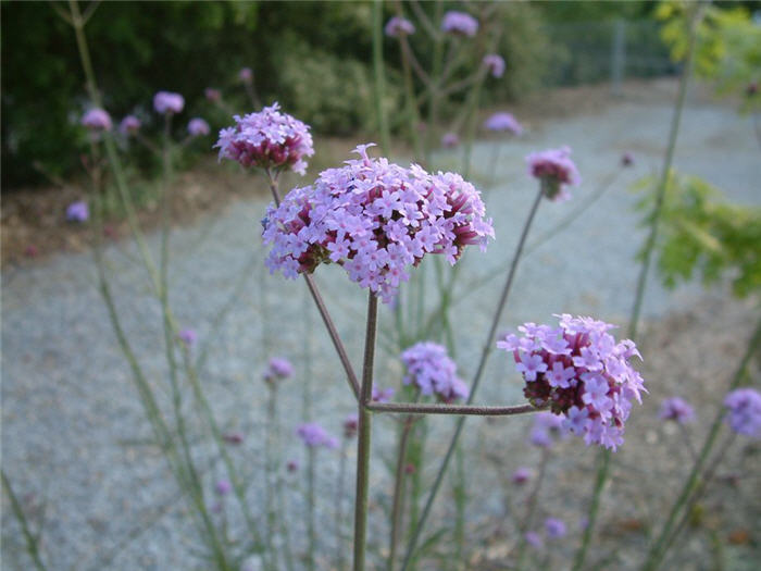 Plant photo of: Verbena bonariensis