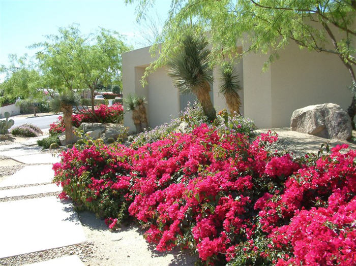 Plant photo of: Bougainvillea 'La Jolla'