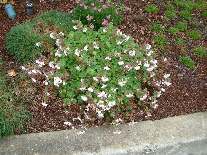 Biokovo Cranesbill