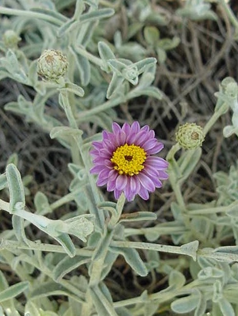 Plant photo of: Lessingia flilaginifolia 'Silver Carpet'