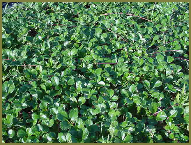 Plant photo of: Fragaria chiloensis 'Green Pastures'