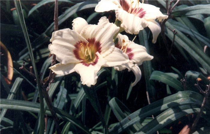 Hemerocallis 'Pandora's Box'