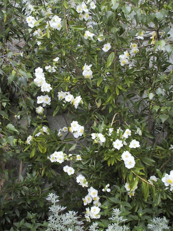 Plant photo of: Carpenteria californica