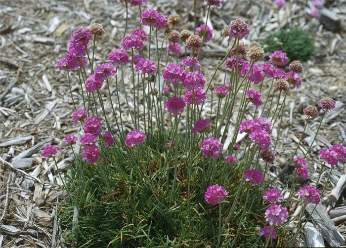 Plant photo of: Armeria maritima