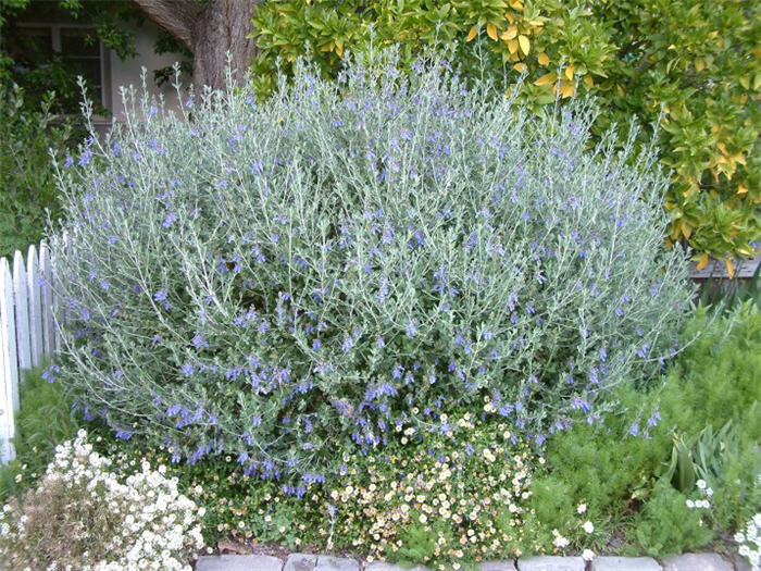 Leucophyllum frutescens 'Rain Cloud'