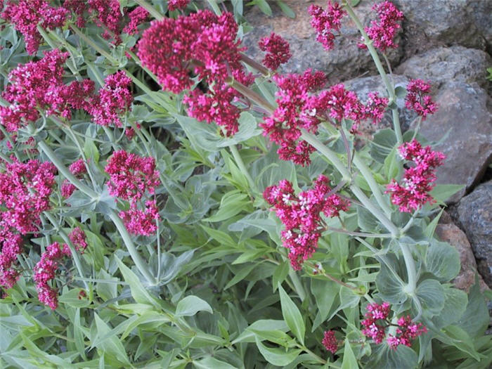 Plant photo of: Centranthus ruber