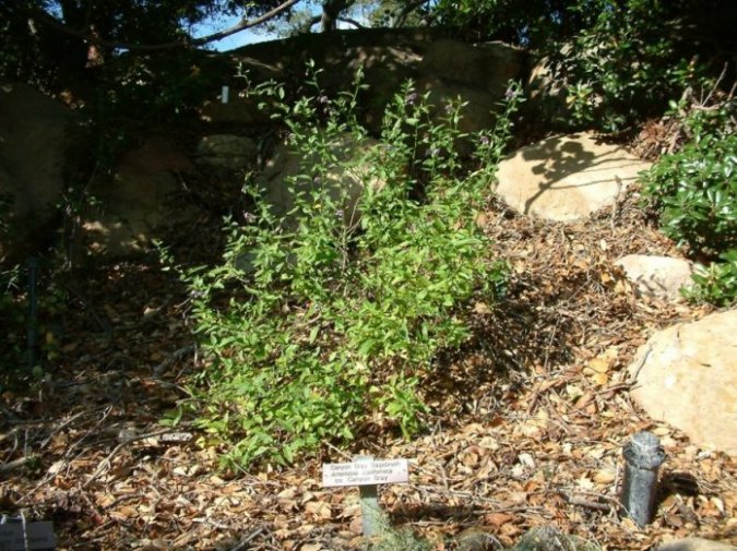 Artemisia californica