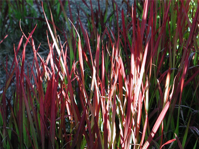 Plant photo of: Imperata cylindrica 'Rubra'