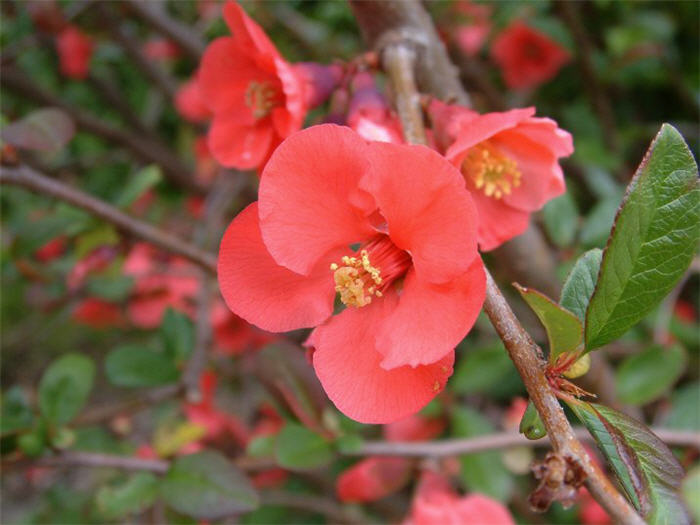 Plant photo of: Chaenomeles japonica