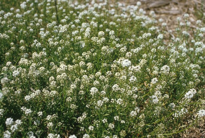 Plant photo of: Lobularia maritima