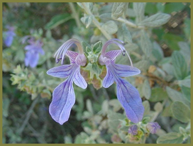 Plant photo of: Teucrium fruticans 'Azurea'