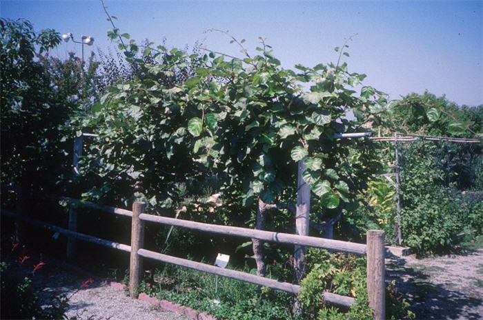 Plant photo of: Actinidia chinensis