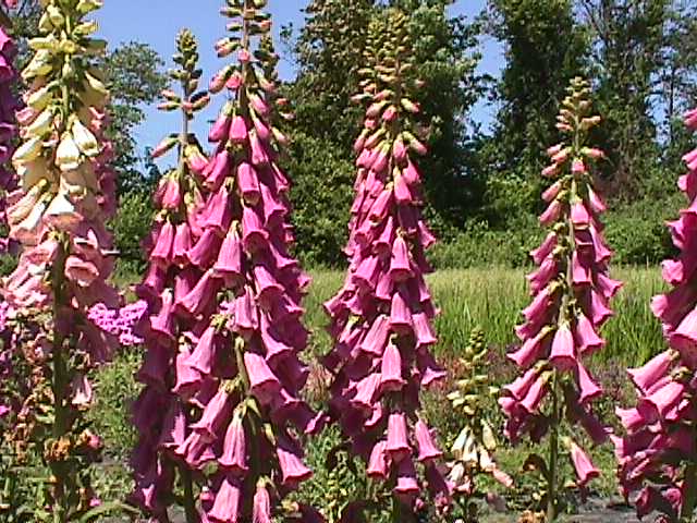 Foxglove