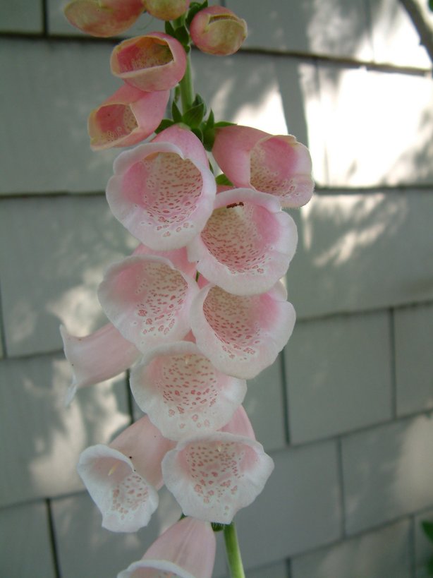 Plant photo of: Digitalis purpurea