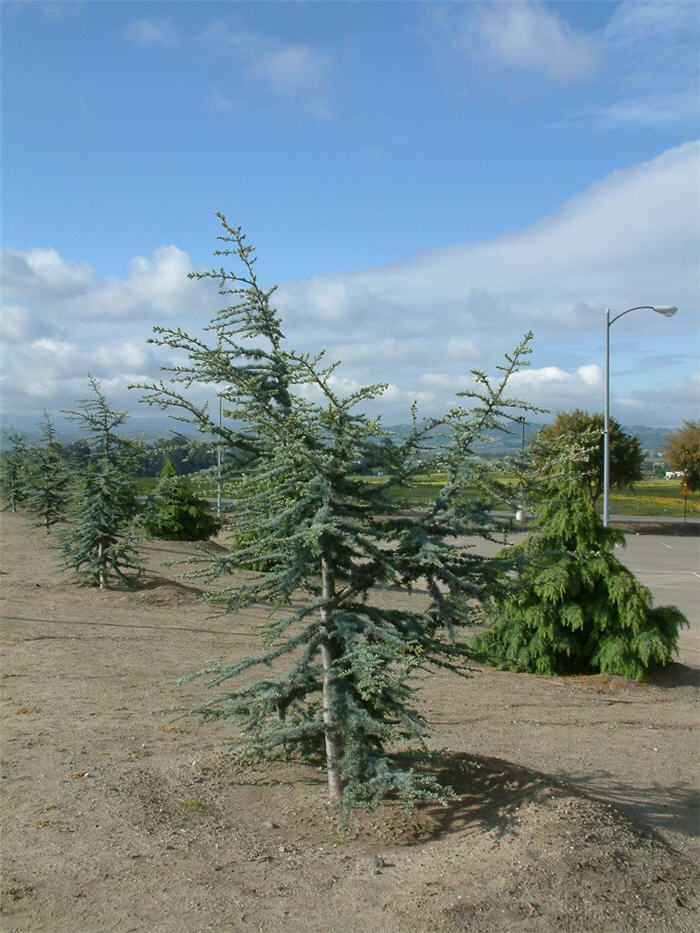 Plant photo of: Cedrus atlantica