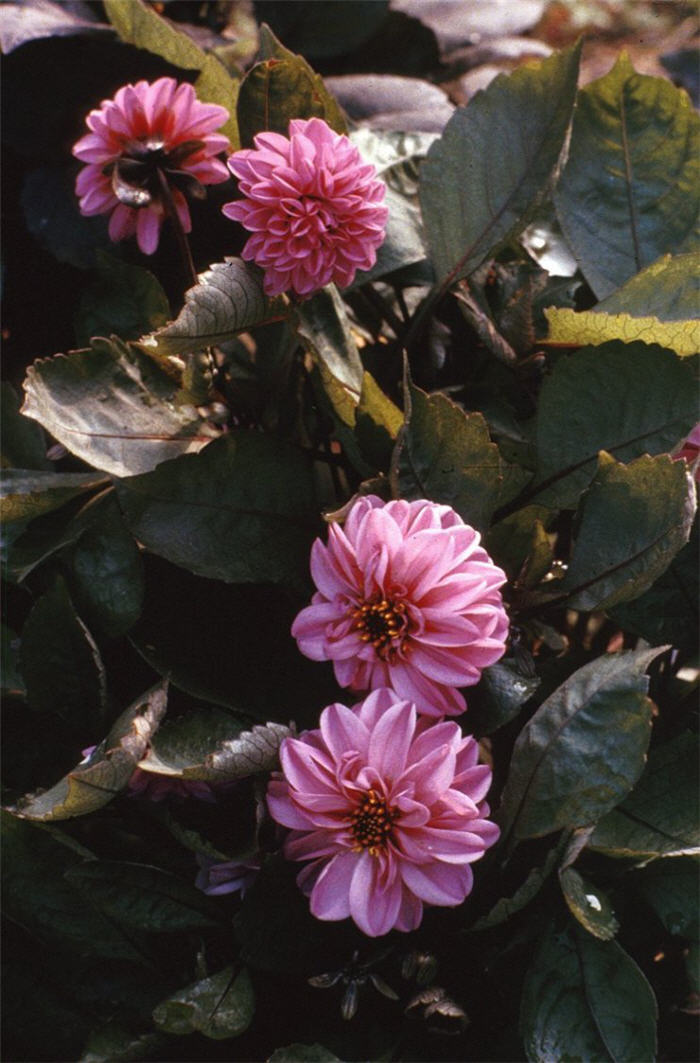 Dahlia merckii