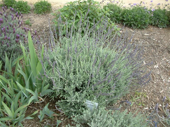 Plant photo of: Lavandula 'Goodwin Creek Gray'