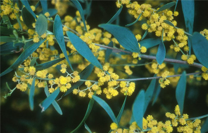 Plant photo of: Acacia redolens