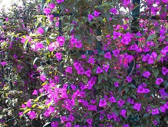 Plant photo of: Bougainvillea spectabilis cv.