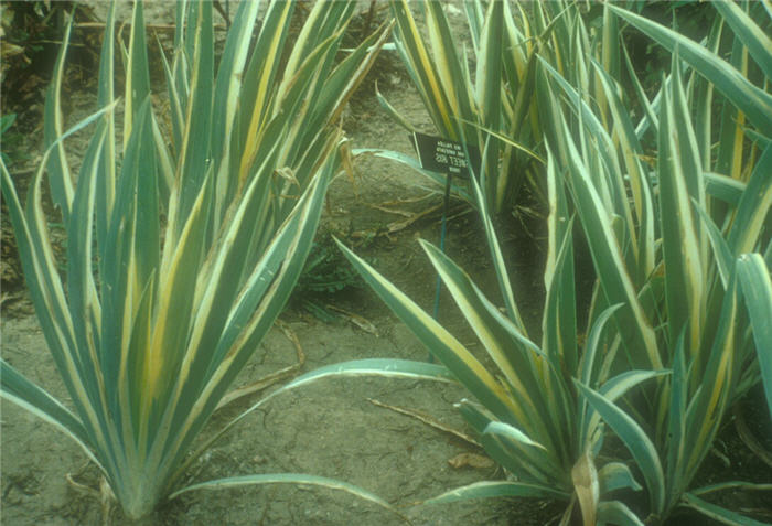 Plant photo of: Iris pallida 'Argentea Variegata'