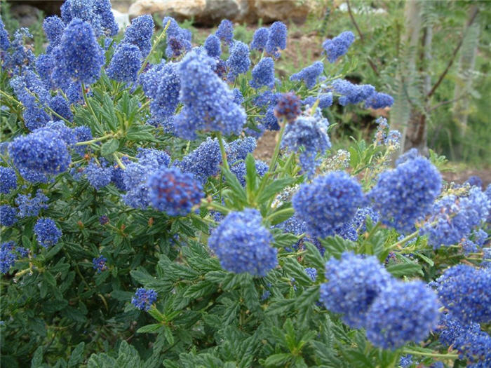 Plant photo of: Ceanothus 'Concha'