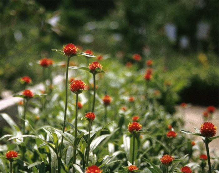 Plant photo of: Centaurea cyanus