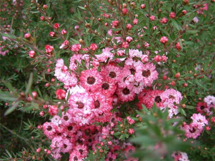 Plant photo of: Leptospermum scoparium 'Helene Strybing'