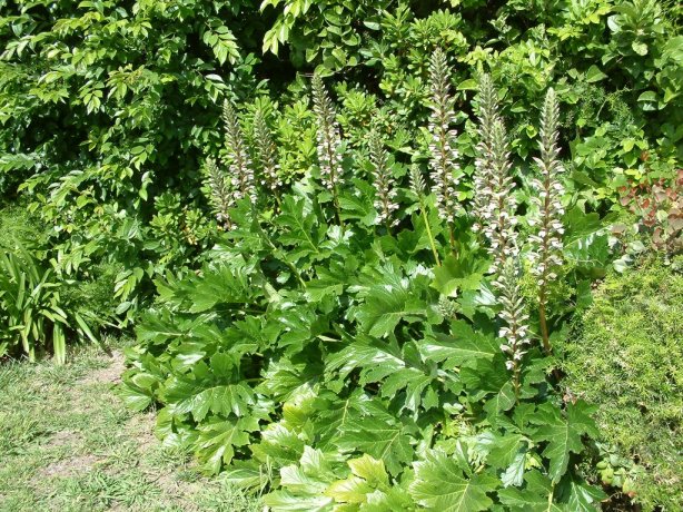 Plant photo of: Acanthus mollis