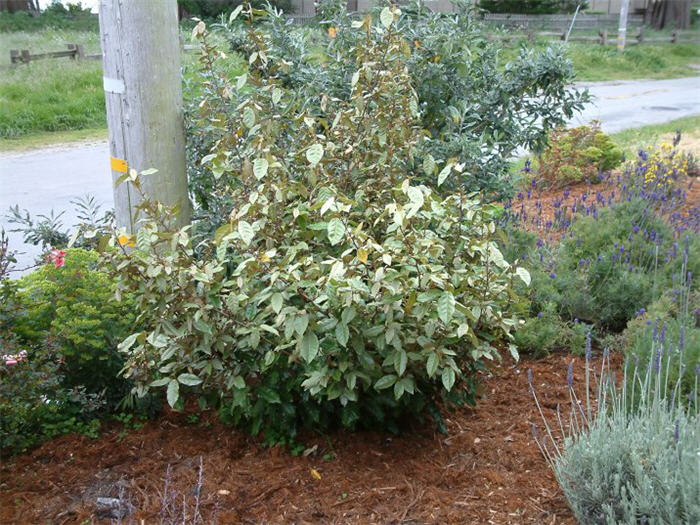 Plant photo of: Elaeagnus pungens 'Fruitlandii'