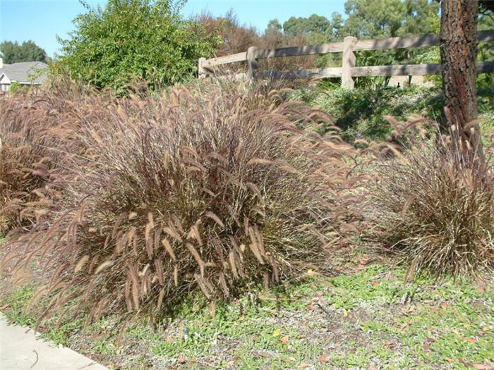 Plant photo of: Pennisetum setaceum 'Rubrum'