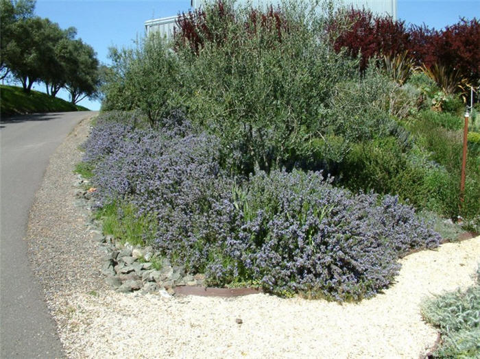 Plant photo of: Rosmarinus officinalis 'Prostratus'