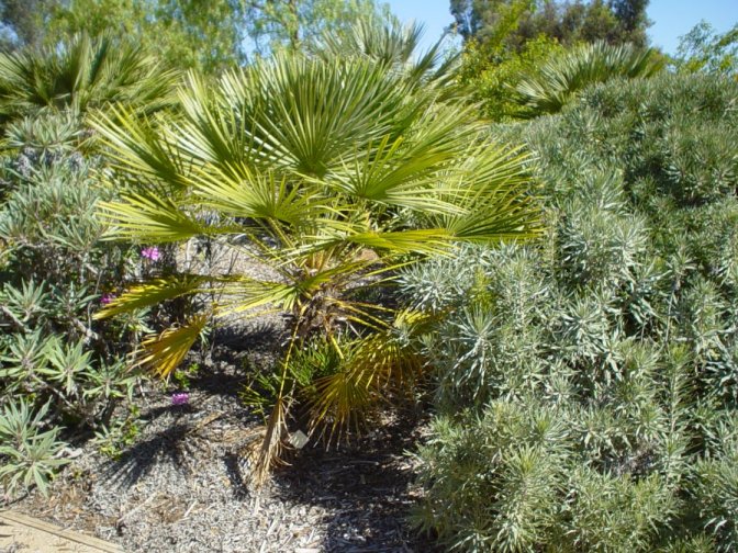 Plant photo of: Chamaerops humilis