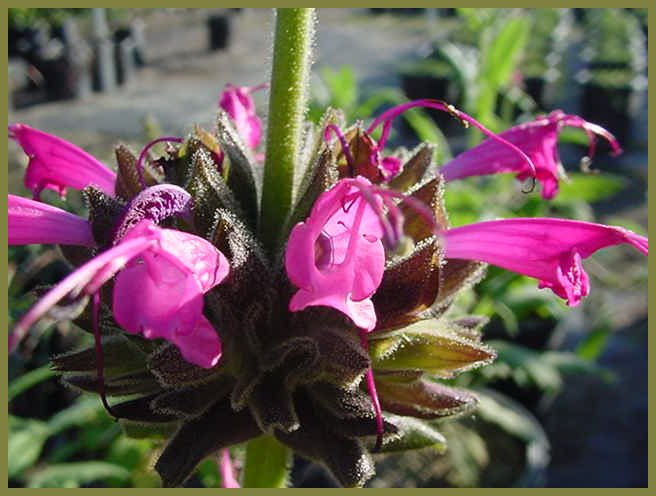 Plant photo of: Salvia spathacea