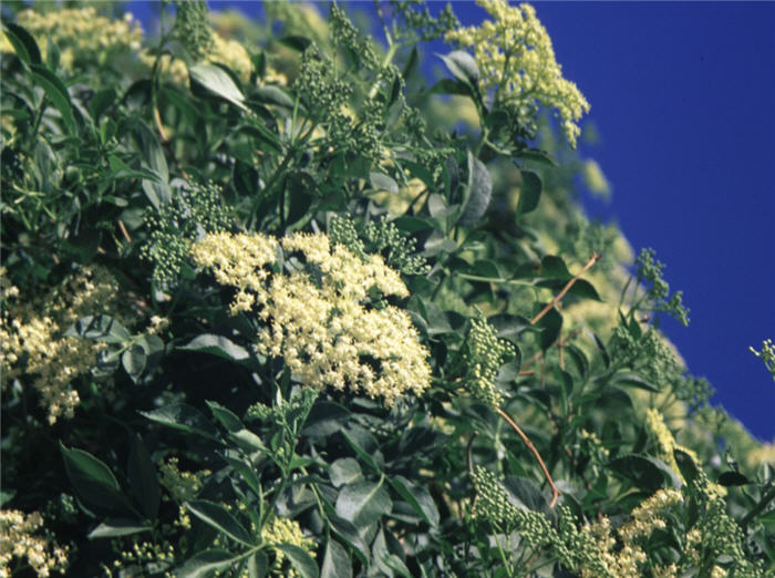 Plant photo of: Sambucus mexicana