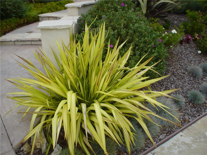 Phormium 'Yellow Wave'