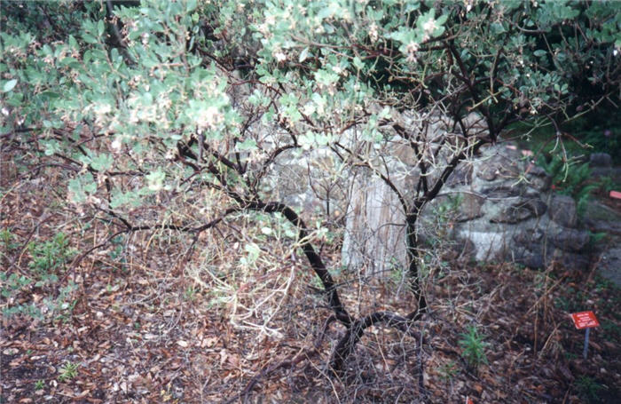 Plant photo of: Arctostaphylos bakeri 'Louis Edmunds'