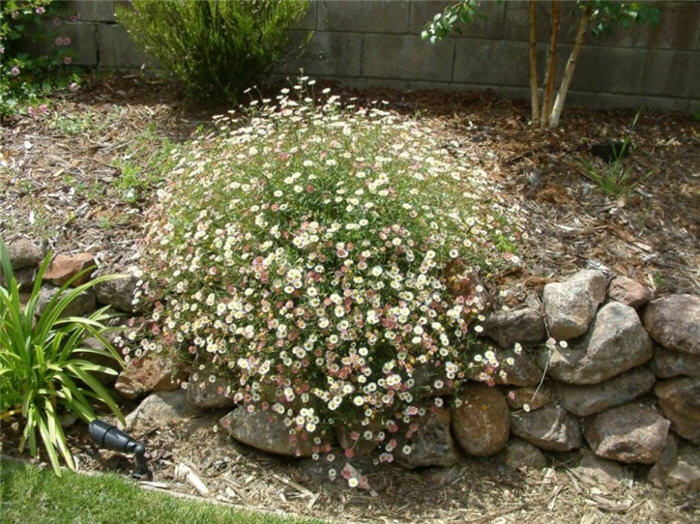 Plant photo of: Erigeron karvinskianus