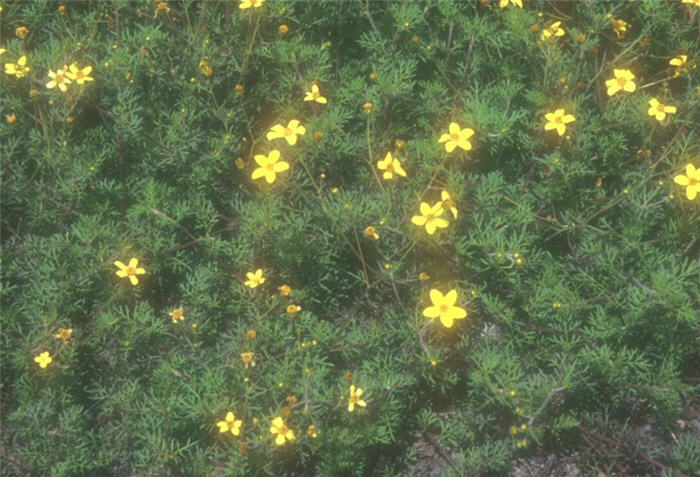 Plant photo of: Bidens ferulifolia 'Goldmarie'