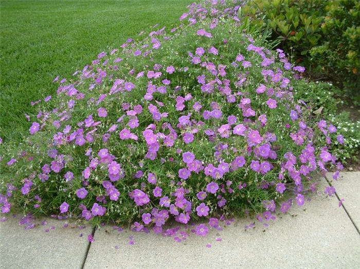 Plant photo of: Geranium incanum