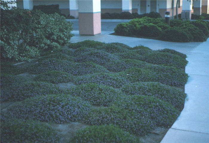 Plant photo of: Scaevola 'Mauve Clusters'