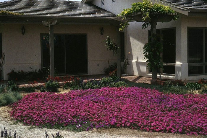 Plant photo of: Verbena peruviana