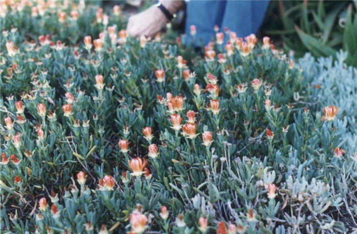 Plant photo of: Lampranthus aurantiacus