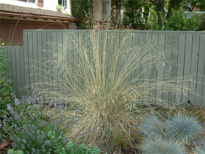 Plant photo of: Festuca californica