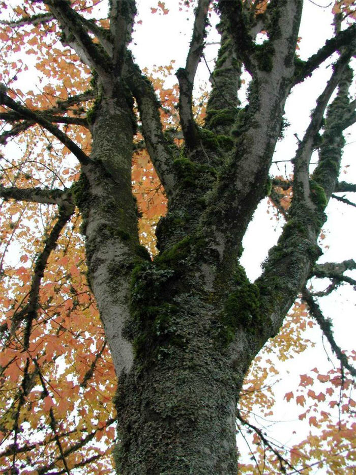 Plant photo of: Acer saccharinum