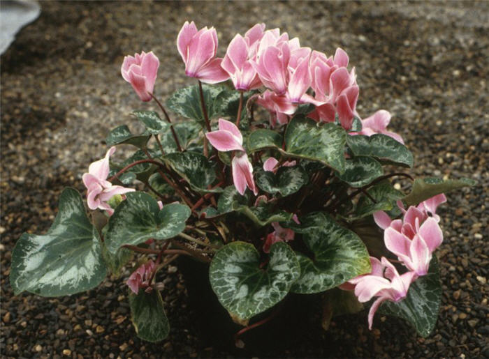 Plant photo of: Cyclamen persicum