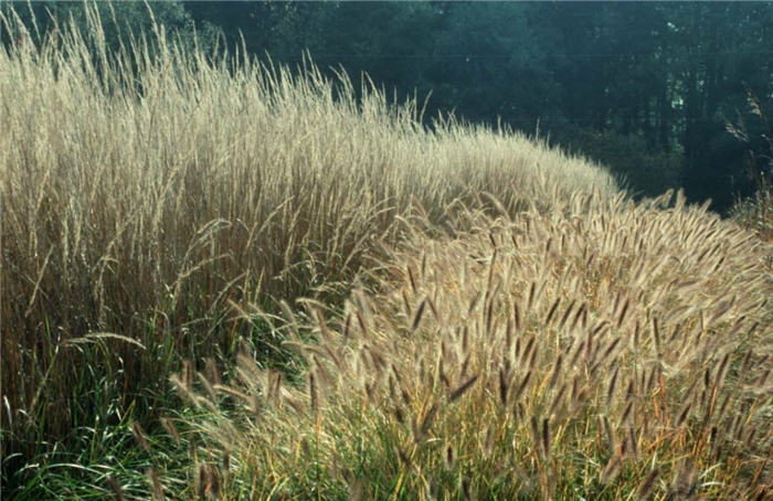 Plant photo of: Pennisetum alopecuroides