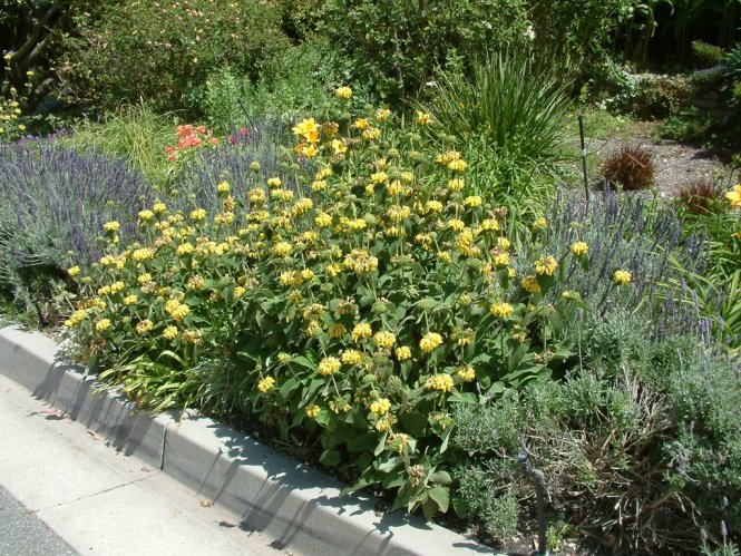 Plant photo of: Phlomis fruticosa