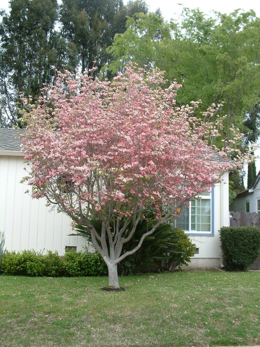 Plant photo of: Cornus florida